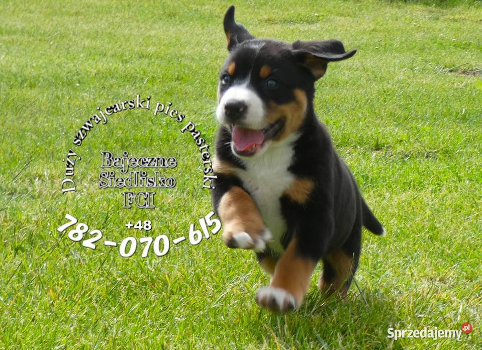 Duży Szwajcarski Pies Pasterski hodowla Pozostałe Dąbrowa Górnicza