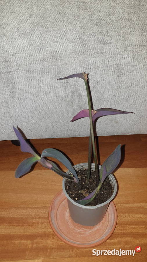 Trzykrotka setkrezja purpurowa szybko rośnie wys Zielone Warszawa