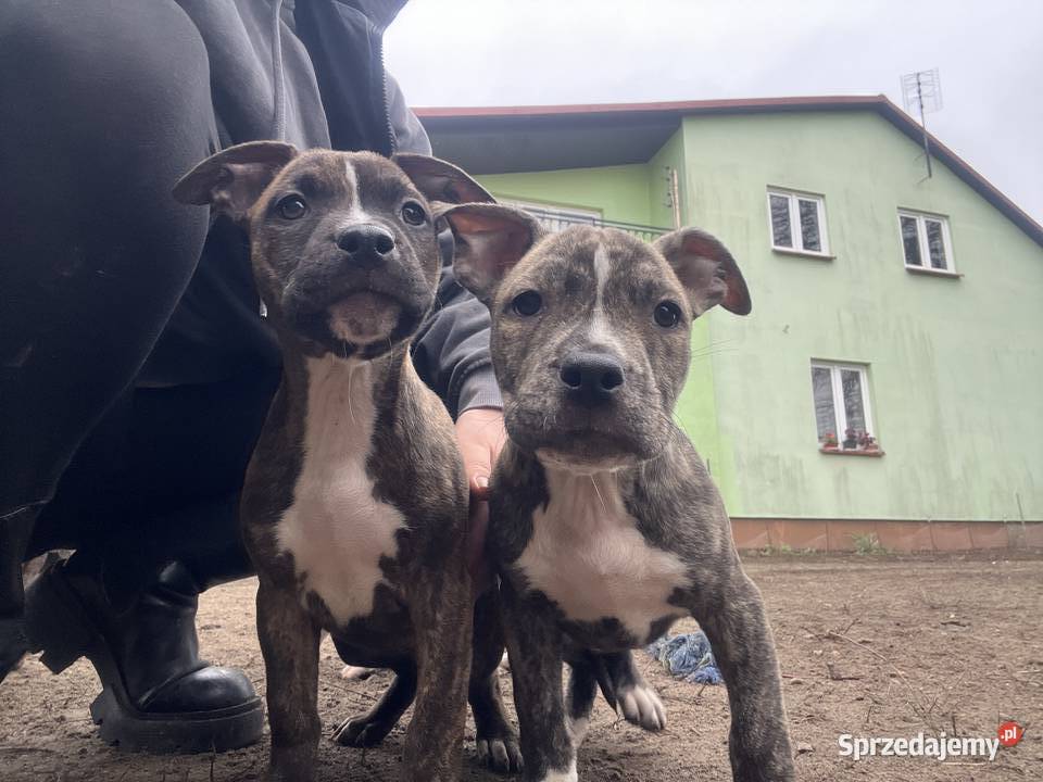Szczeniaki Amstaff Serock