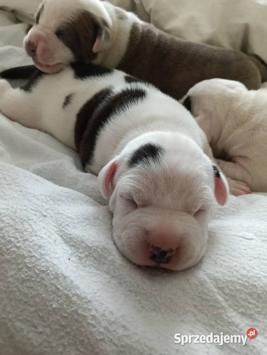 Piękne szczenięta American Staffordshire Terrier Kępno