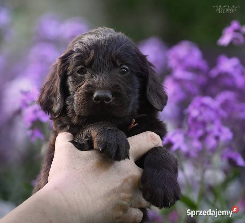 FlatCoated Retriever ZKwP FCI czarne i Psy Tarnów sprzedam