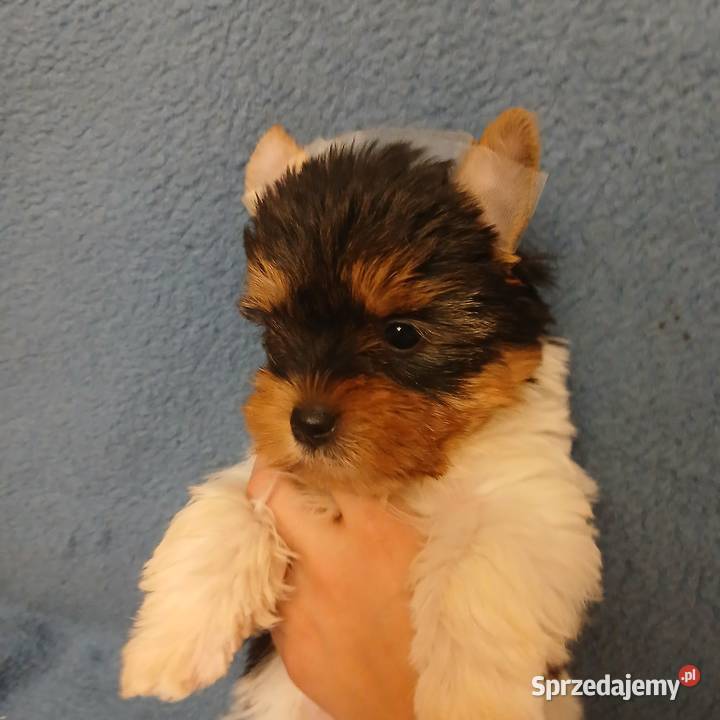 szczeniak york biewer samiec podkarpackie Rzeszów sprzedam