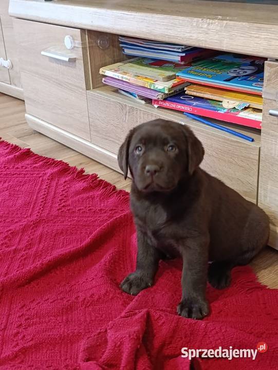 Pieski czarne biszkoptowe Labradory Retriever Tarnów