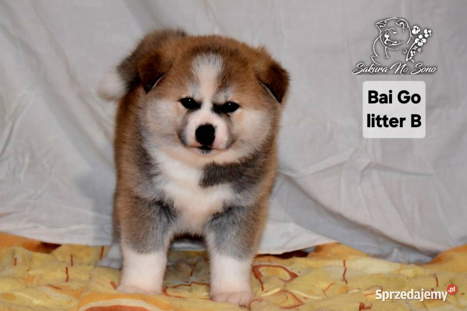 Akita Japonska czerwona suczka warmińsko-mazurskie Morąg