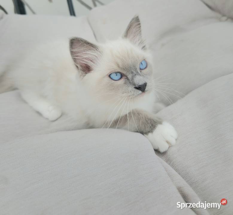 Ragdoll blue mitted sprzedam