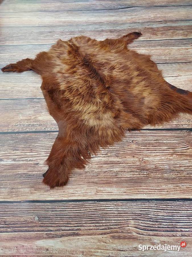 Skóra Dekroacyjna Kozia Barwiona Ruda z Szaflary