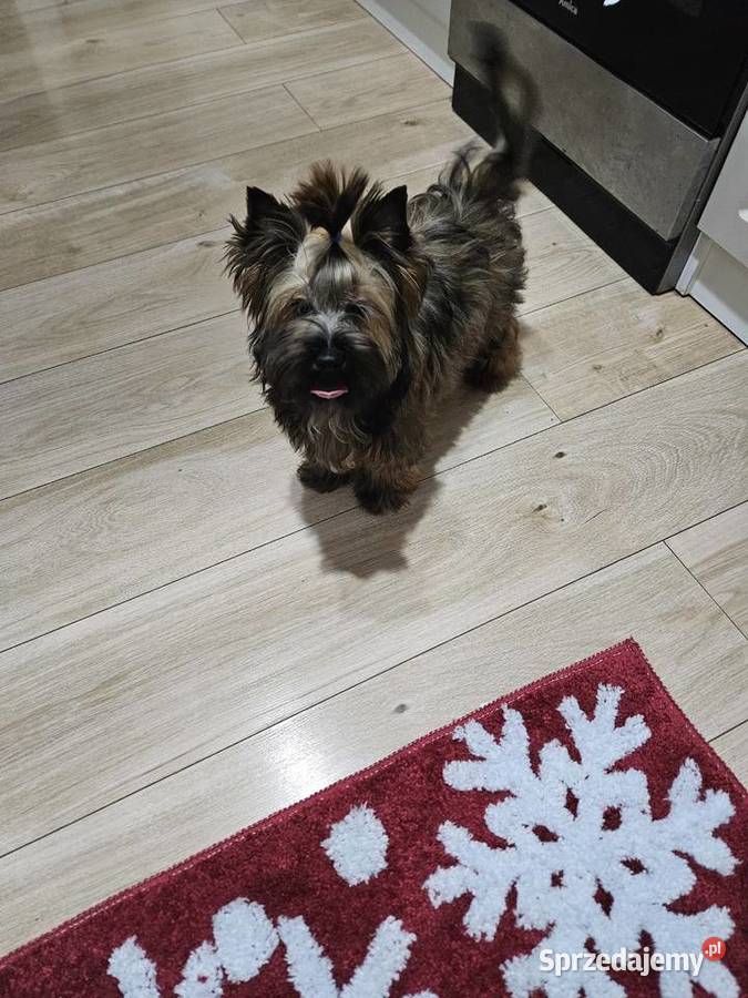 Śliczny piesek York Ocean Pearl Unikatowe Cudo