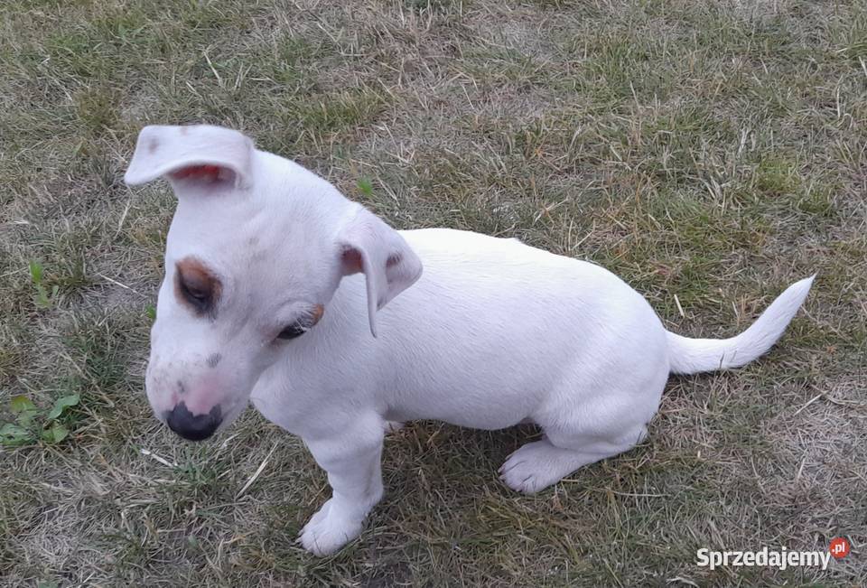 Jack Russell Terrier gotowe do odbiuru Zwoleń