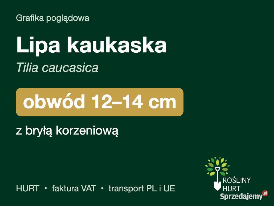 Lipa kaukaska Tilia caucasica obwód 1214 z bryłą