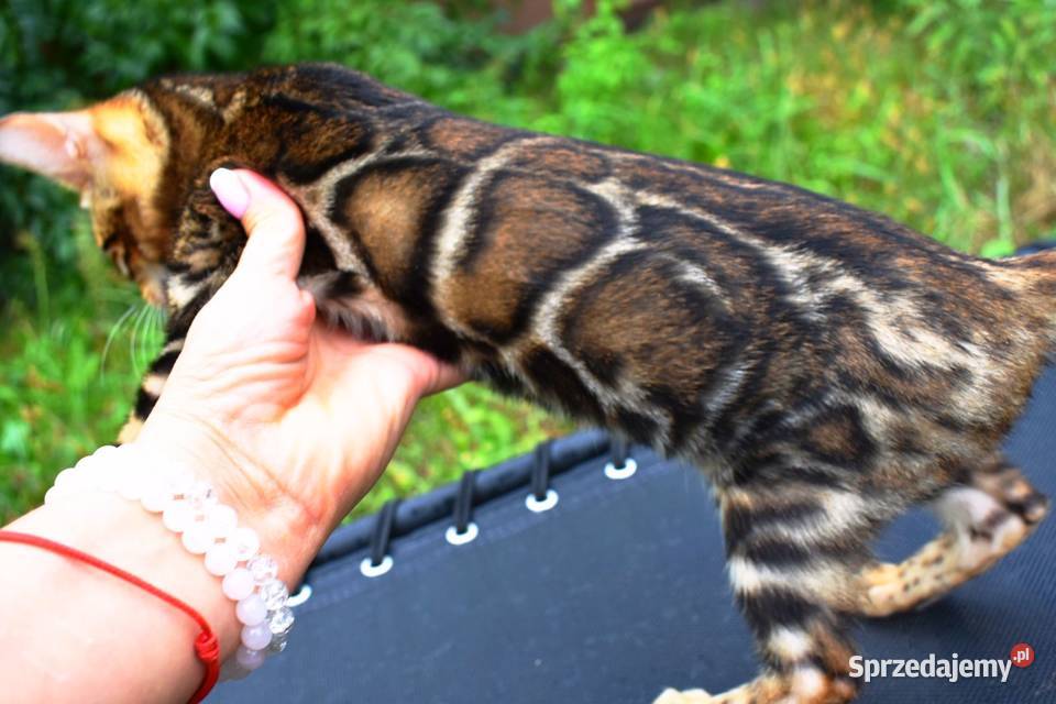 Principessa Bengals kot bengalski kocięta Łódź