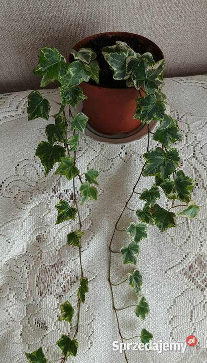 Roślina doniczkowa bluszcz Łódź