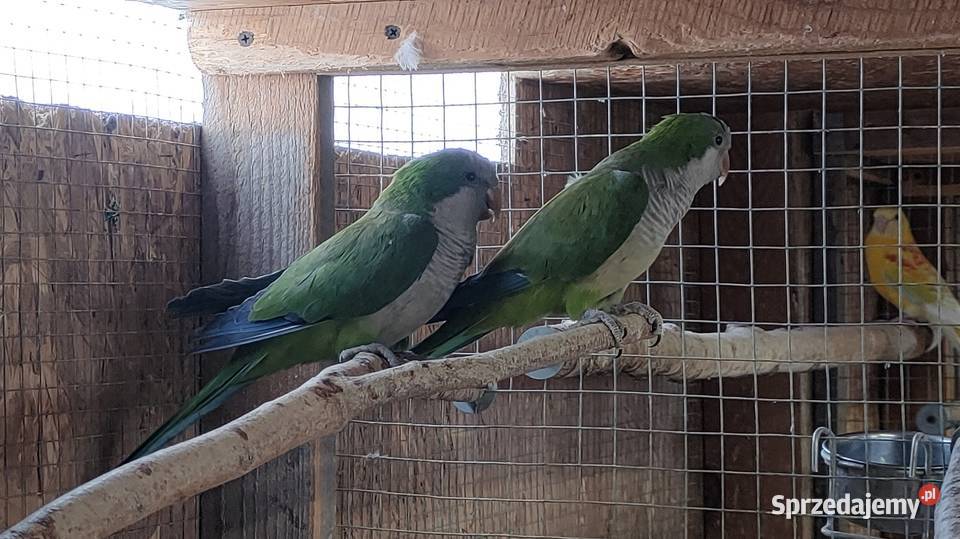 Papugi rozelle aleksandretty Ptaki łódzkie Wola Mikorska sprzedam
