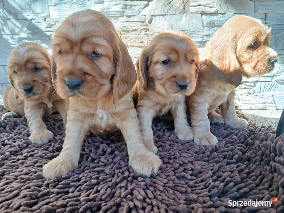 Śliczne Szczenięta Cocker Spaniel Angielski Sieradz
