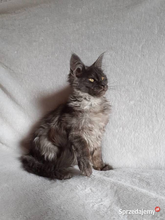 Kocięta Maine Coon wielkie koty Kraków sprzedam