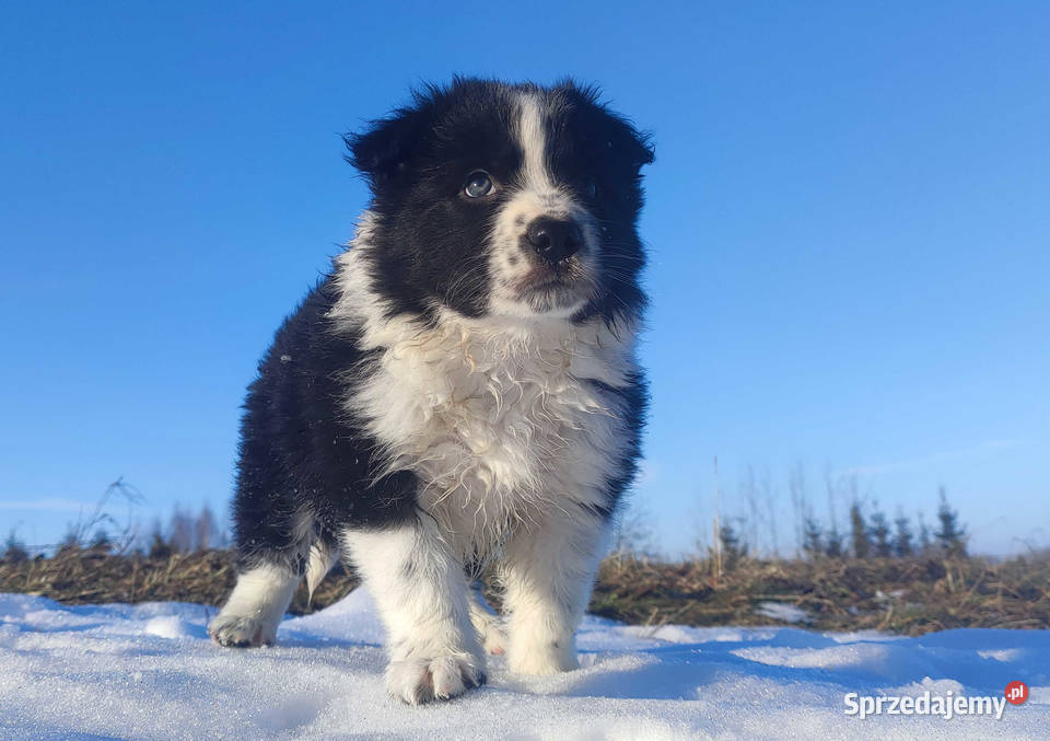 Piękny Rasowy Pies Border Collie z pełną dok Iwonicz sprzedam
