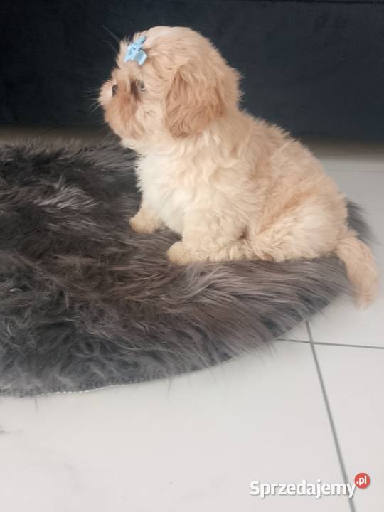 Ostatni piesek rasy ShihTzu szuka domku sprzedam