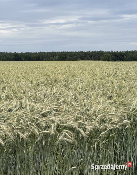 Nasiona zbóż ozimych pszenicy pszenżyta Strzydzew sprzedam