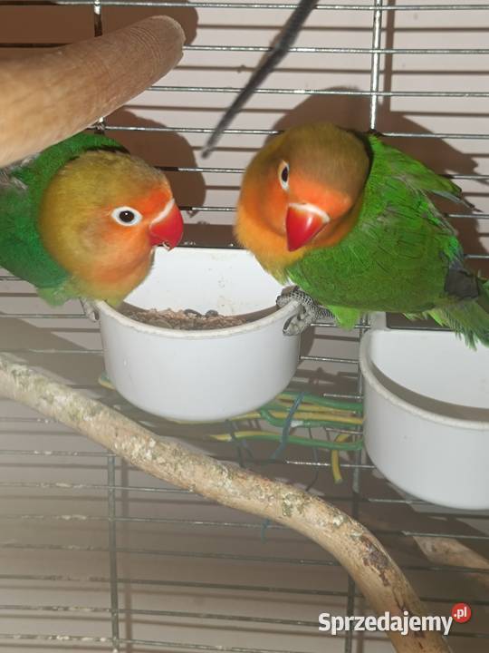 Fisher Nierozłączki