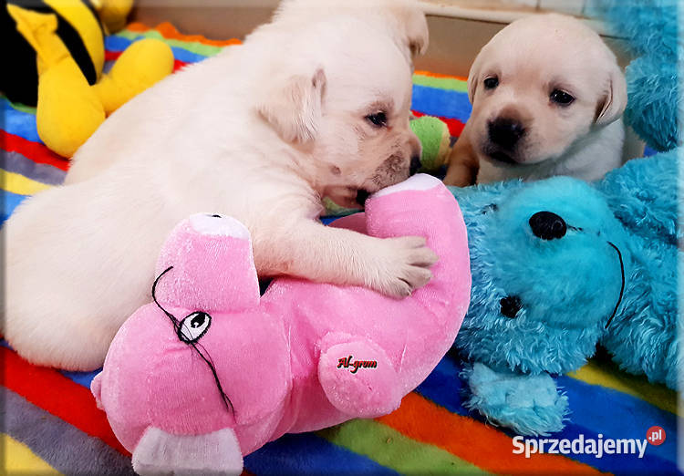 Biszkoptoweżółte szczenięta rasy Labrador Chynów