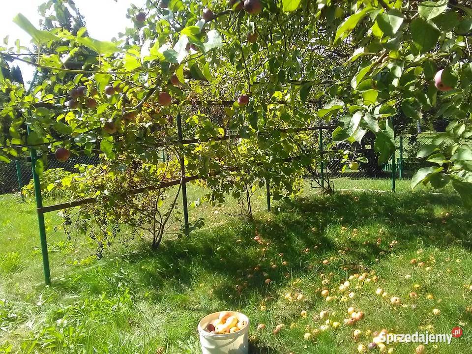 SPRZEDAM DUŻĄ DZIAŁKĘ 420m2 ROD Kolejarz