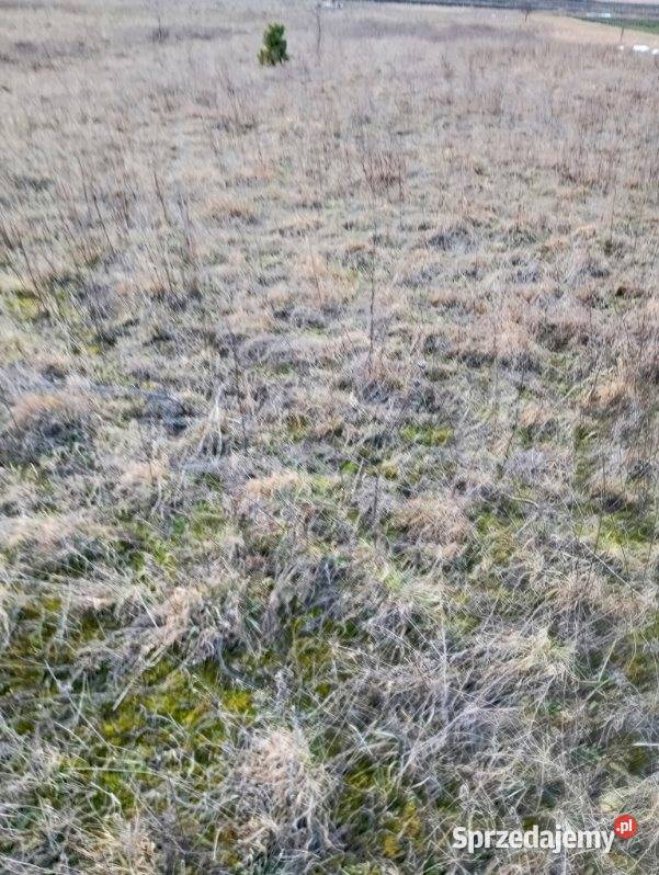 Wydzierzawie pole świętokrzyskie Wiślica