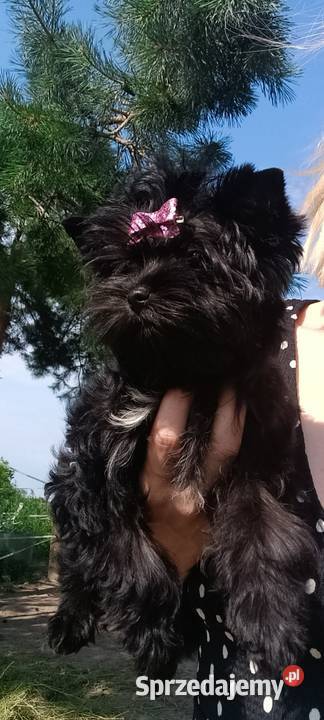 Śliczna Yorkshire Terrier Black zachodniopomorskie Grzybno