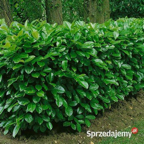 Laurowiśnia NOVITA sadzonki na żywopłot 4060 Kielce