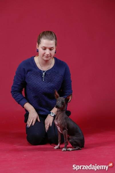 Nagi Pies Meksykanski xoloitzcuintle miniatura Warszawa