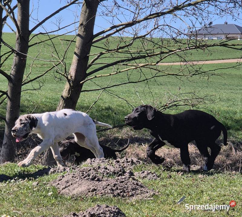 sprzedam doga niemieckiego Pozostałe kujawsko-pomorskie Włocławek sprzedam