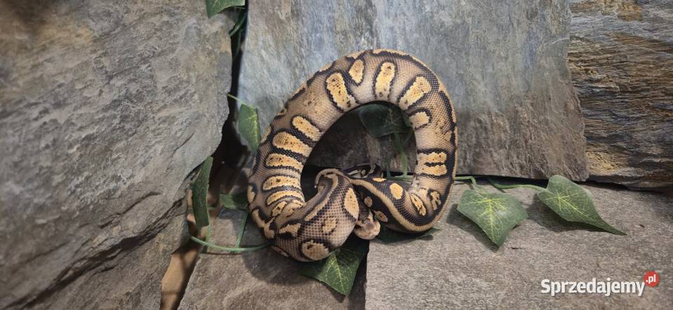 Pyton królewski Pastel Stranger 50 het hypo mazowieckie Mazowszany