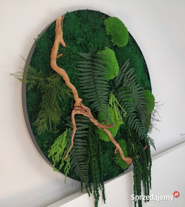 Obraz w czarnej metalowej ramie Mech paprocie Kraków