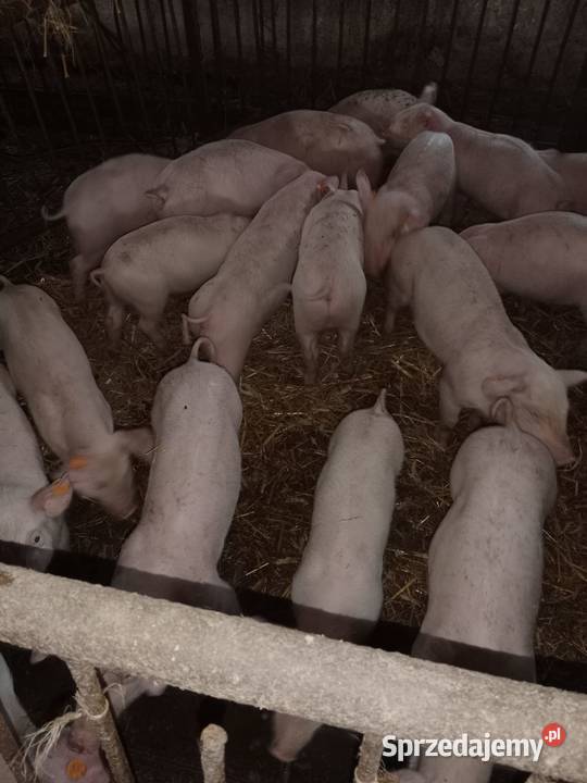 Sprzedam Prosięta Wiewiórczyn
