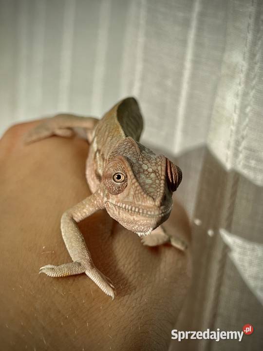 Kameleon lamparci samiczki Gady i płazy Tczew