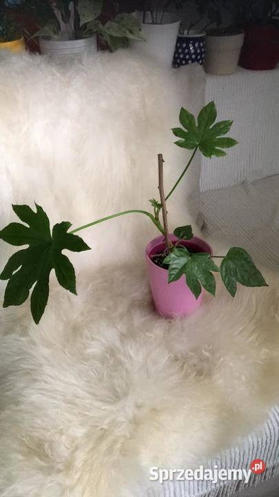 Fatsja japońska mazowieckie