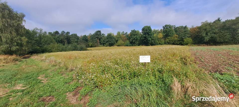 Działka 43ary Krasnystaw 4300m2