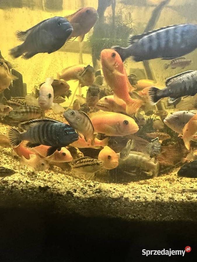 Pyszczaki dorosłe mix 15pln mazowieckie Sękocin Nowy