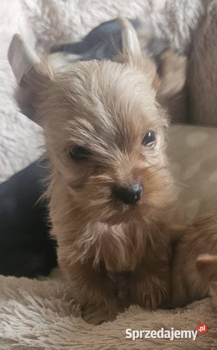 York maleńki chłopiec Golddust Częstochowa