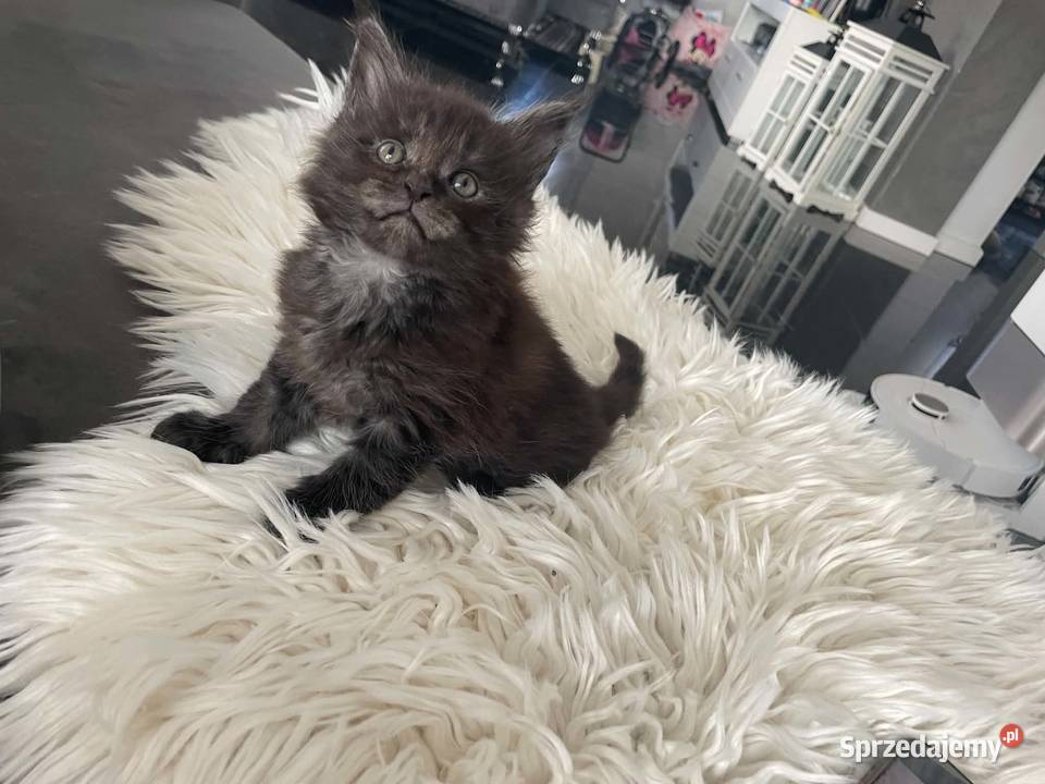 Ares kocurek Maine Coon Nowa Wieś Lęborska