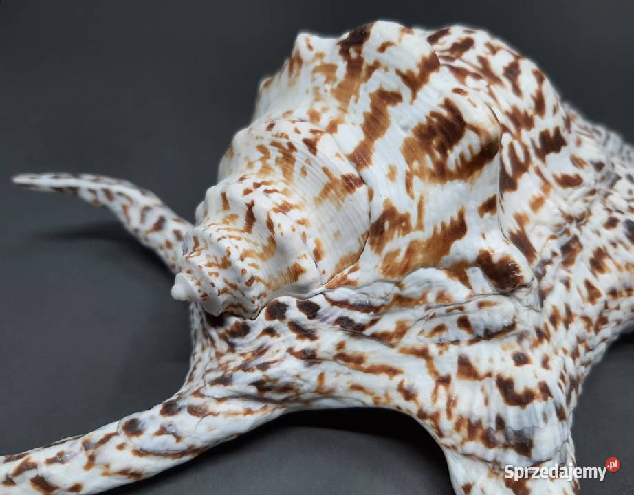 Muszla Szponiatka Duża Lublin sprzedam