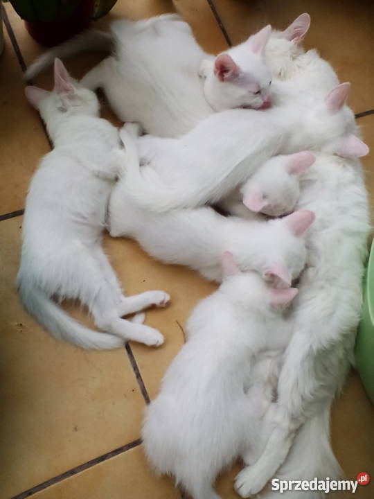 Sprzedam kocięta Tureckiej Angory mazowieckie sprzedam
