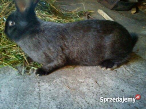 królika rasy Belgijski Olbrzym Pozostałe Jarocin