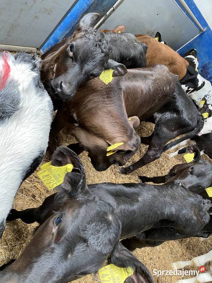Byczki I jaloszki ras mięsnych 784 634 662 podlaskie Siemiatycze