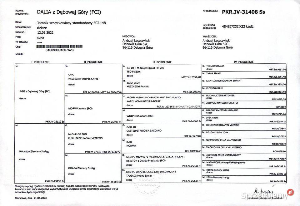 Jamnik Szorstkowłosy Standardowy ZKWP FCI Skierniewice