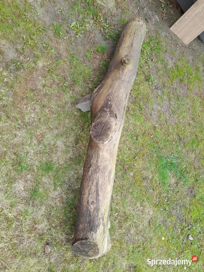 Sprzedam 2 m konar orzecha włoskiego Poznań
