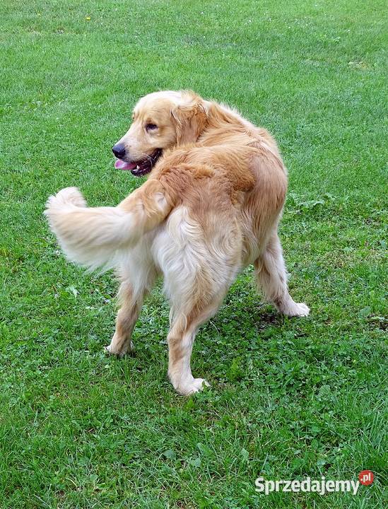 Piękny golden retriever