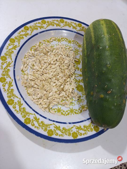 Nasiona cebulki Gigant czosnek Nowy Sącz