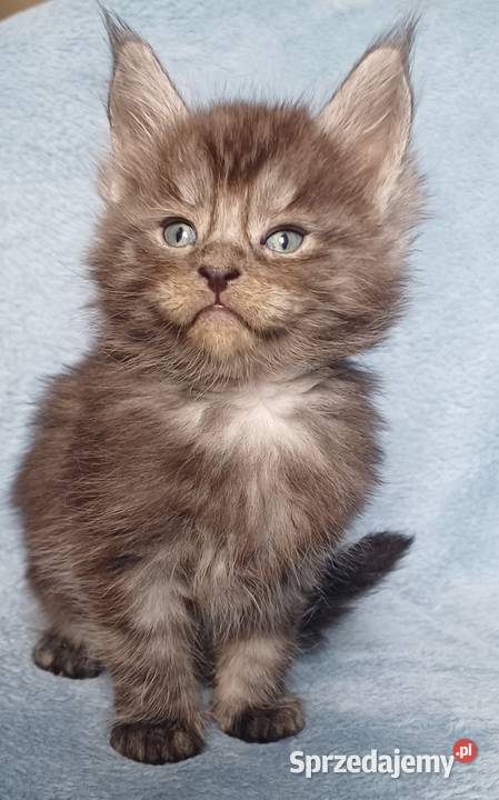 Maine Coon kocurek ns rodowód Fpl Olkusz sprzedam