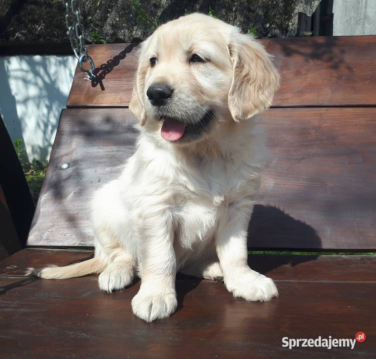 Golden Retriever Rodowód mazowieckie Radom