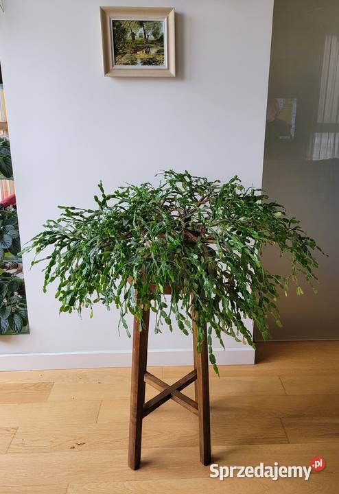 Zygokaktus grudnik Szlumbergera kaktus sprzedam