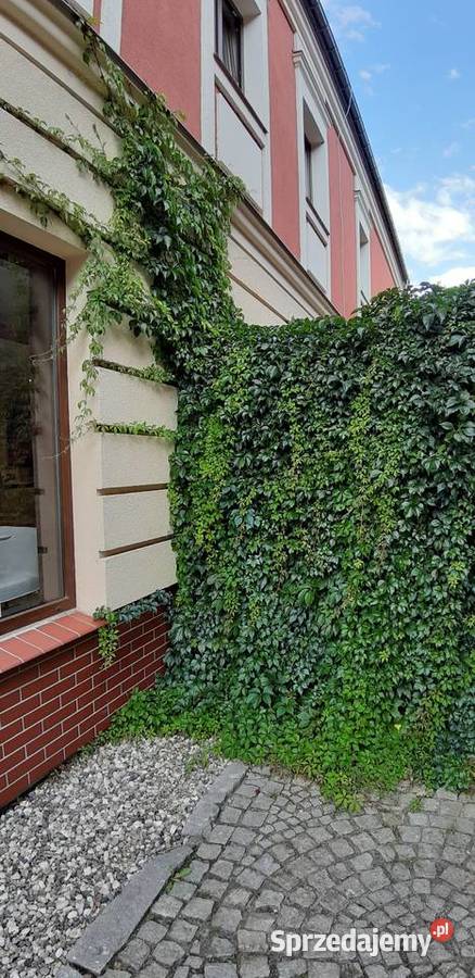 WINOBLUSZCZ pięciolistkowy dzikie wino BLUSZCZ Strzelin